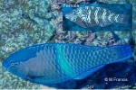 Schlegel's Parrotfish (Scarus schlegeli)